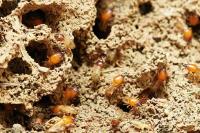 Termite Inspection Melbourne image 8